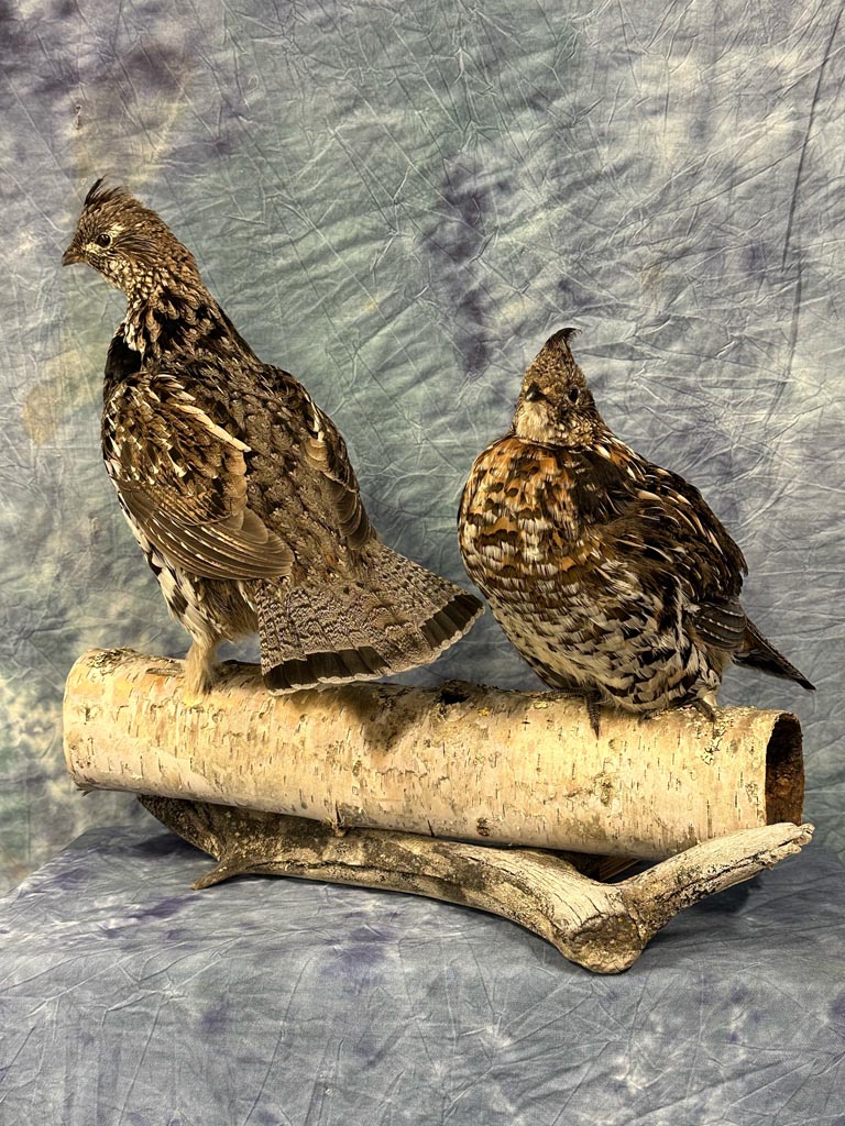 grouse