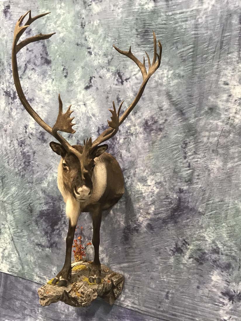 caribou-nov21
