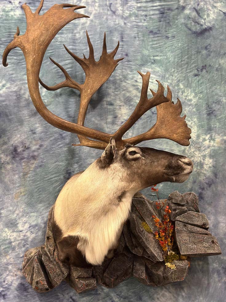 caribou01