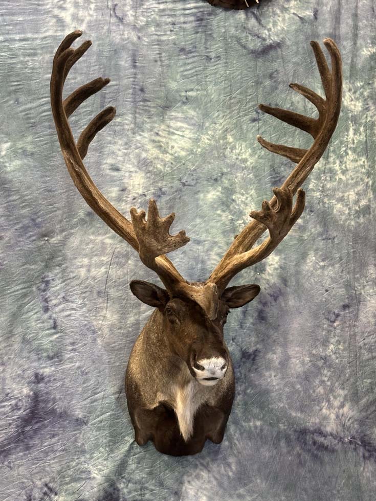 caribou03
