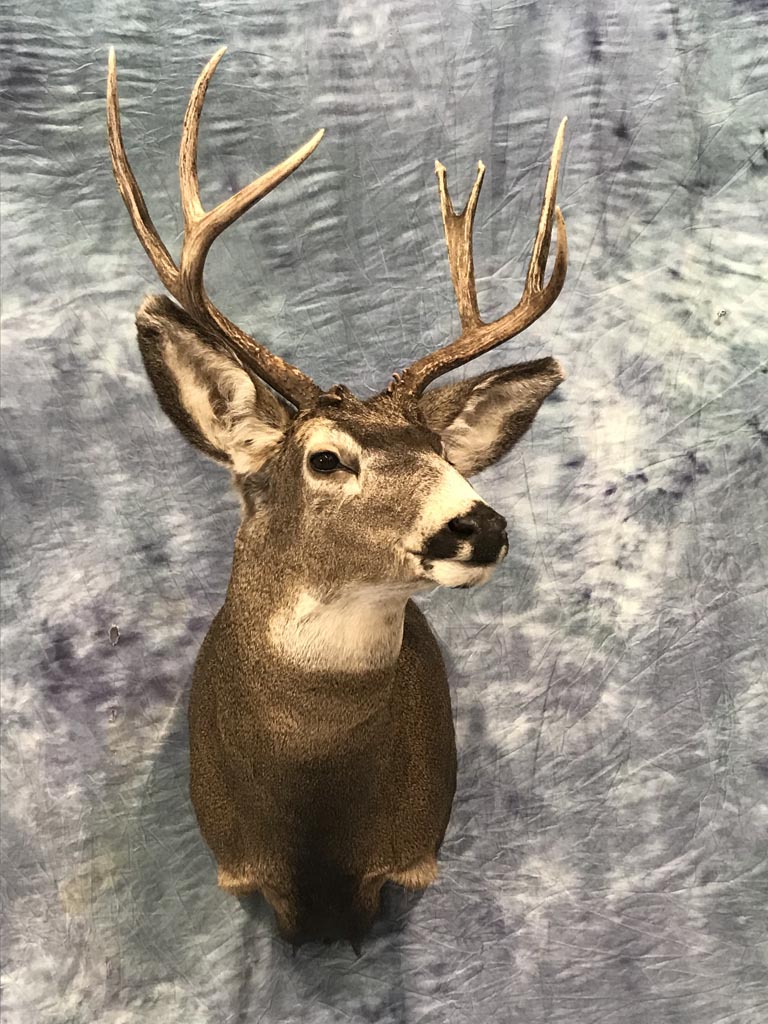 buck-54
