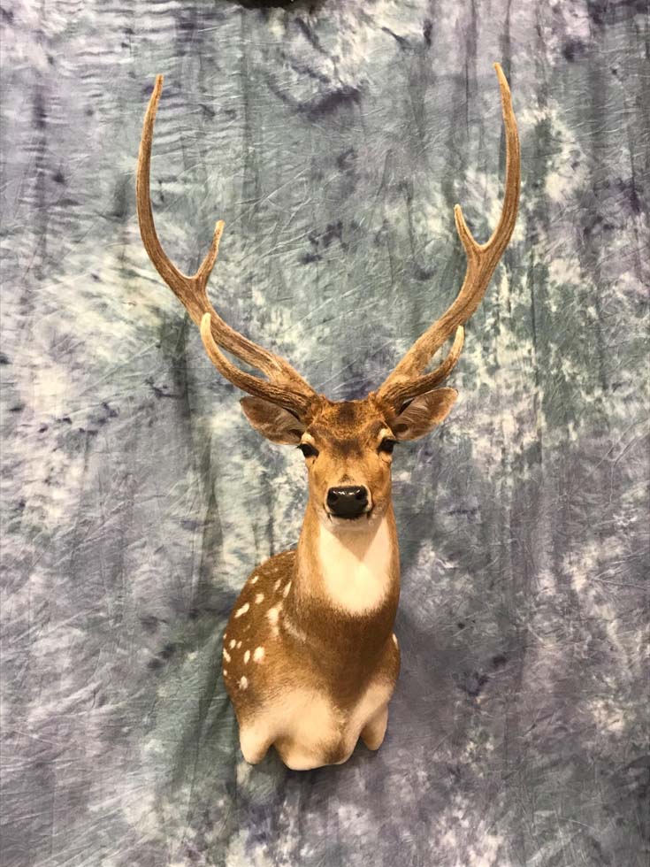 deer01
