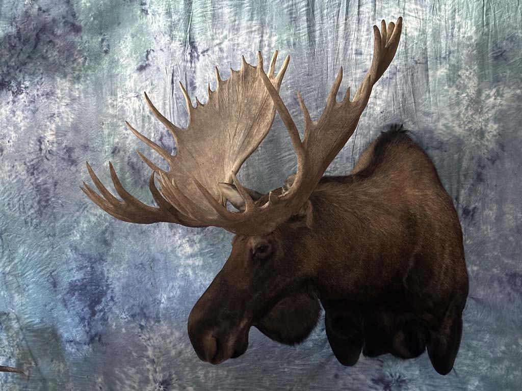 moose02