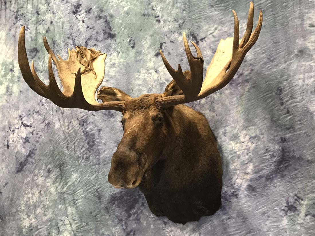 moose-nov-21