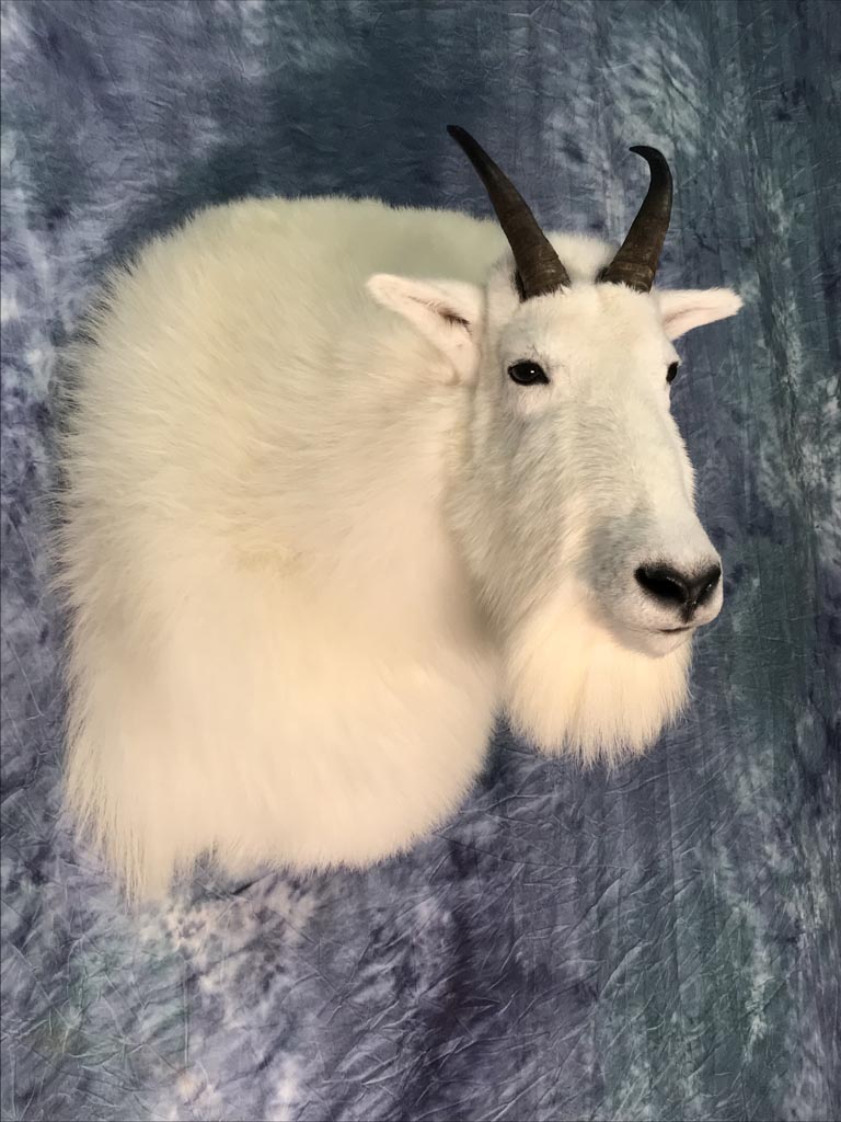 goat-05b