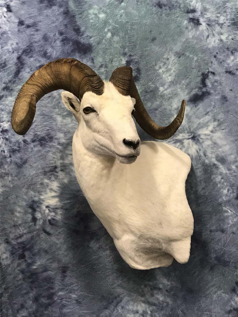 ram-nov21