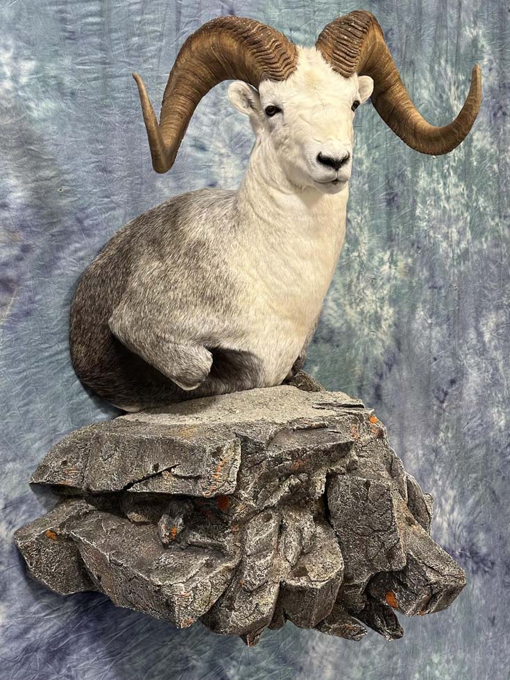 sheep01