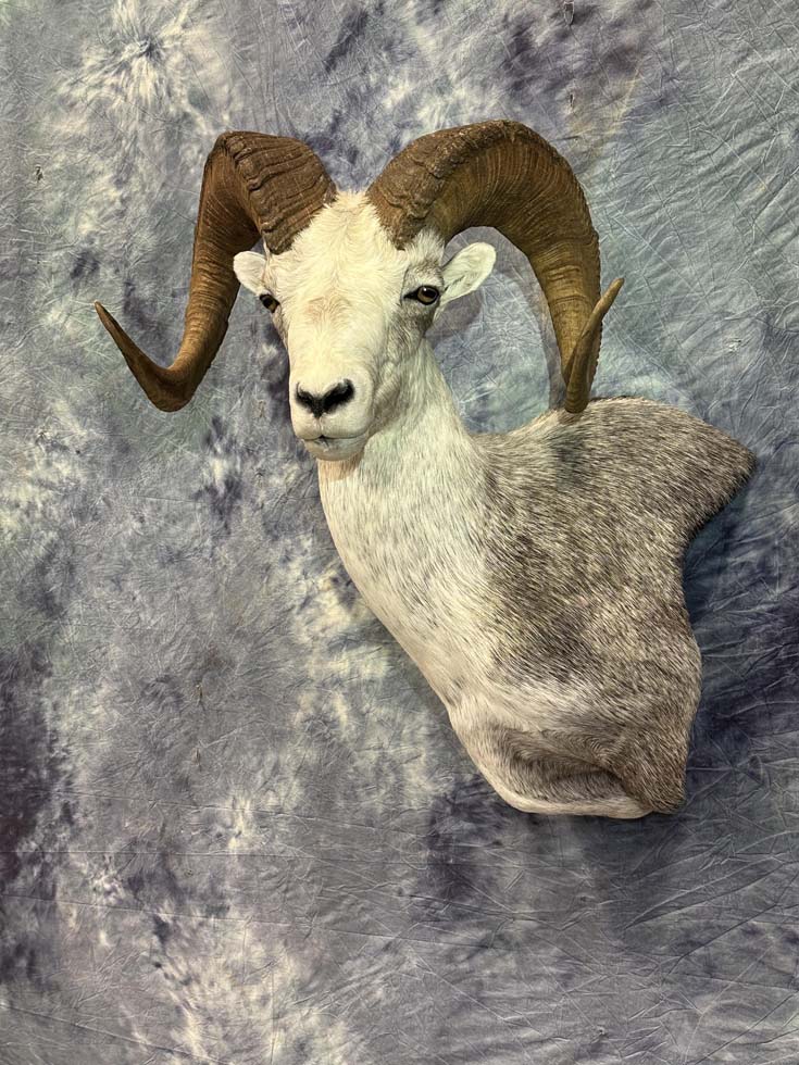 sheep04