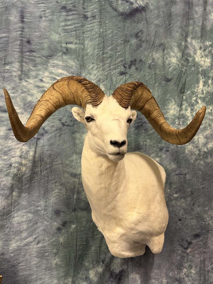 sheep09