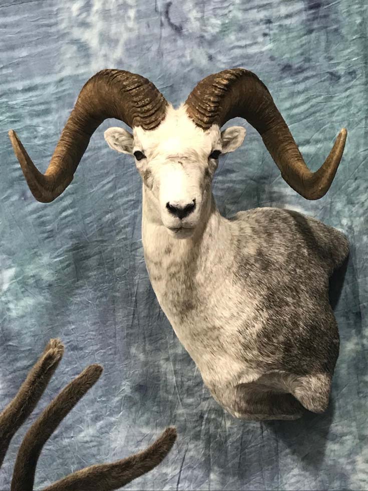 sheep11
