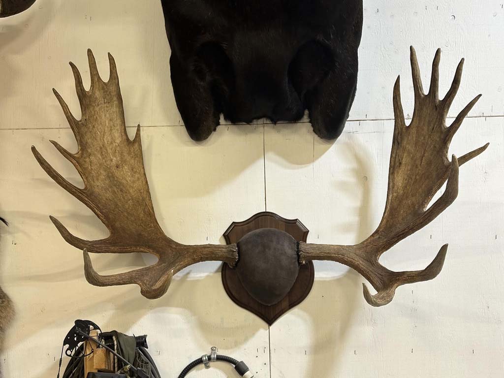 moosepanel01